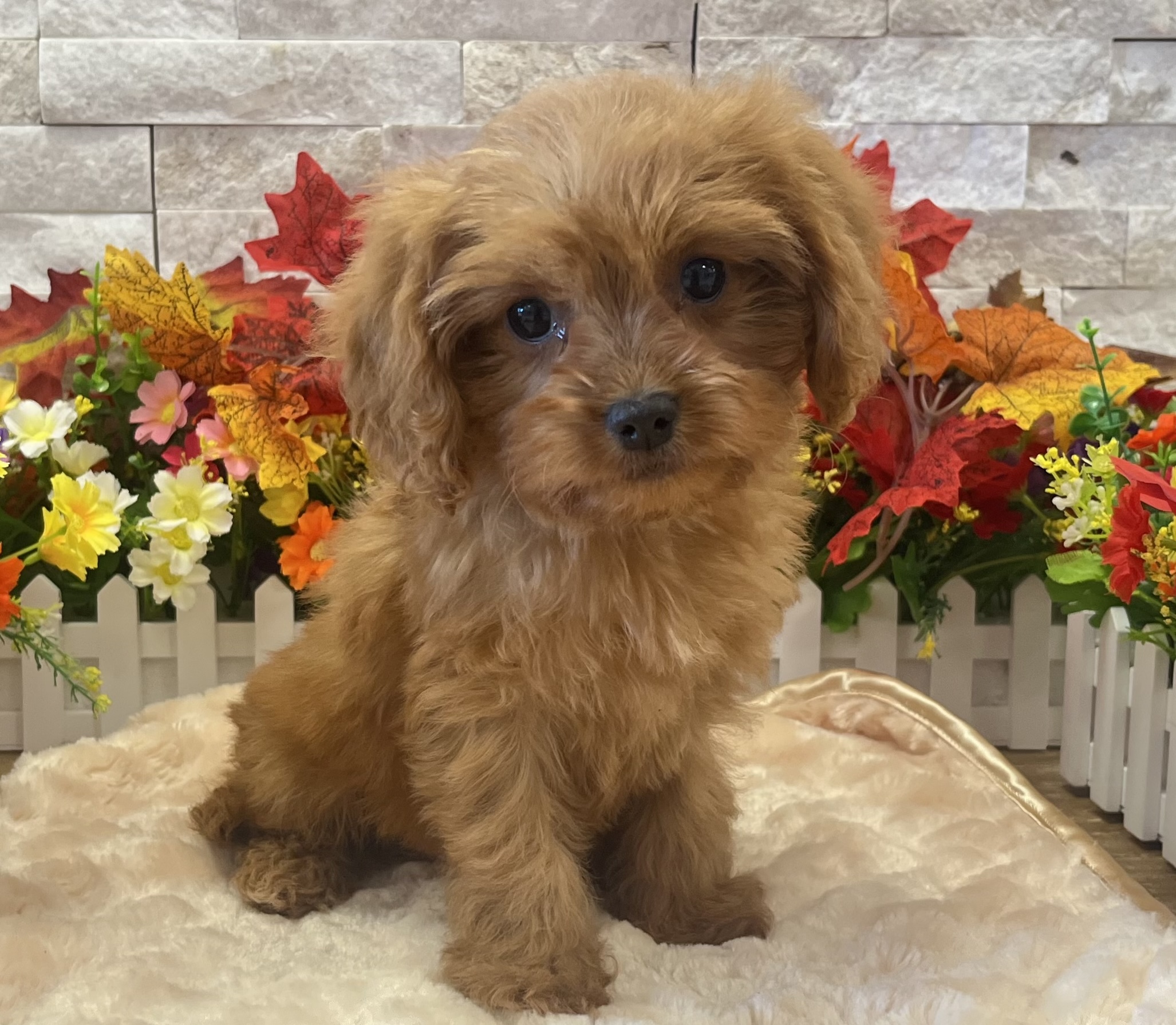 Cavapoo in Somerville, NJ