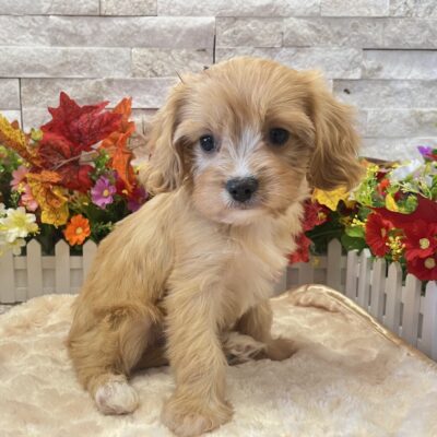Harper  Cavapoo