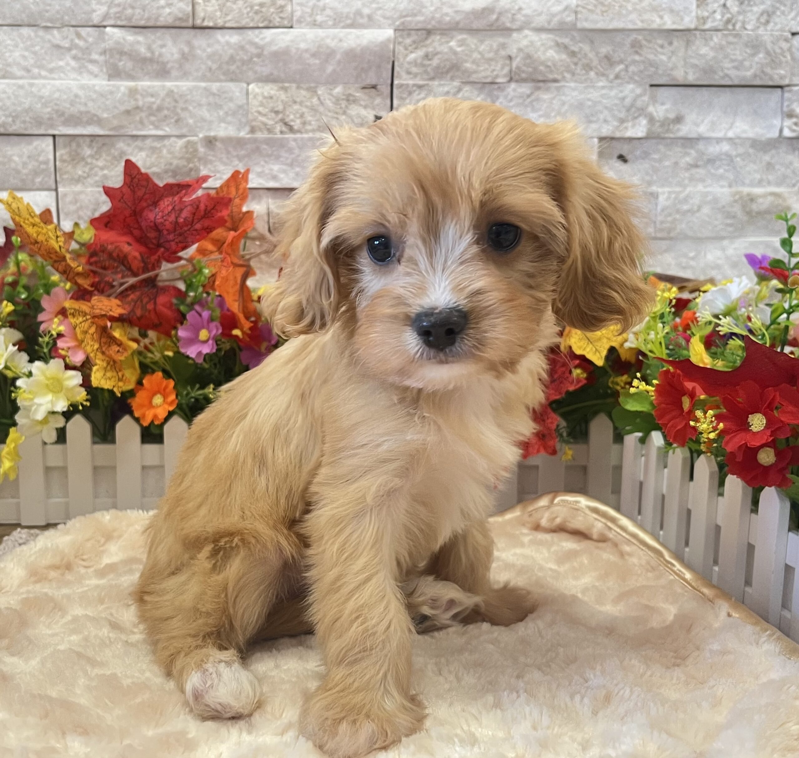 Cavapoo in Flemington, NJ