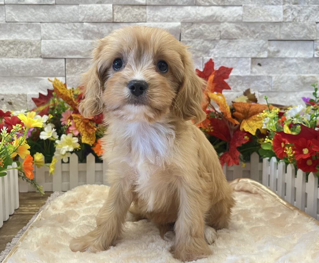 Cavapoo - 3096 - Image 3