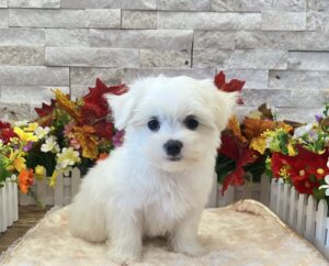 Maltese – 3811