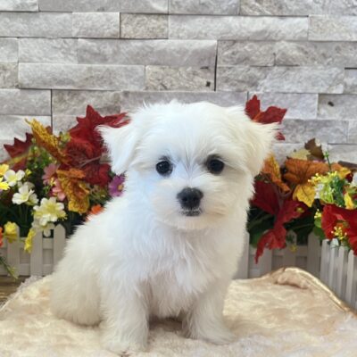 Buffy  Maltese