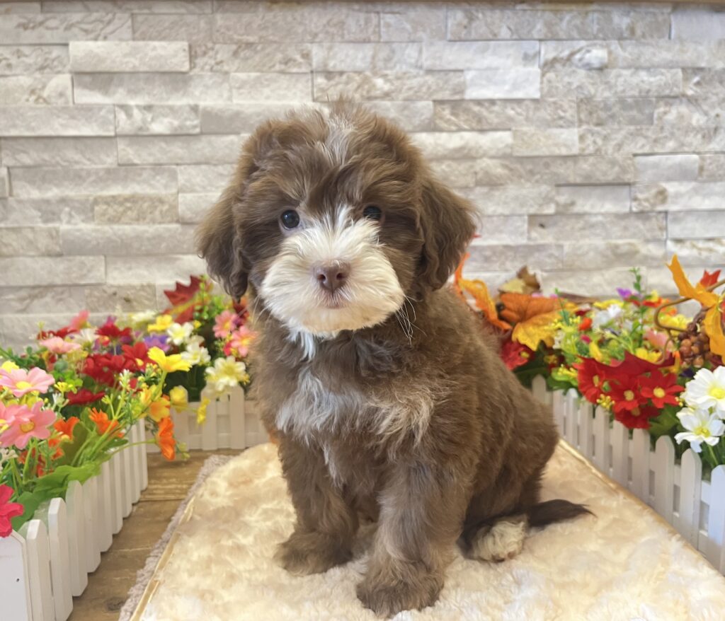 Bernedoodle Mini 2nd Gen - 4805 - Image 1
