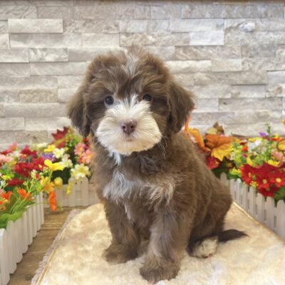 Spider Bernedoodle Mini 2nd Gen