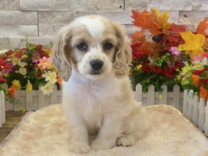 Furrylicious® Cocker Spaniel puppy available