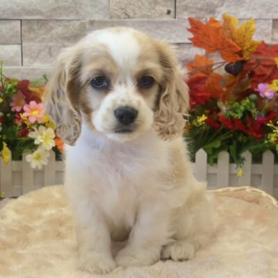 Meadow Cocker Spaniel