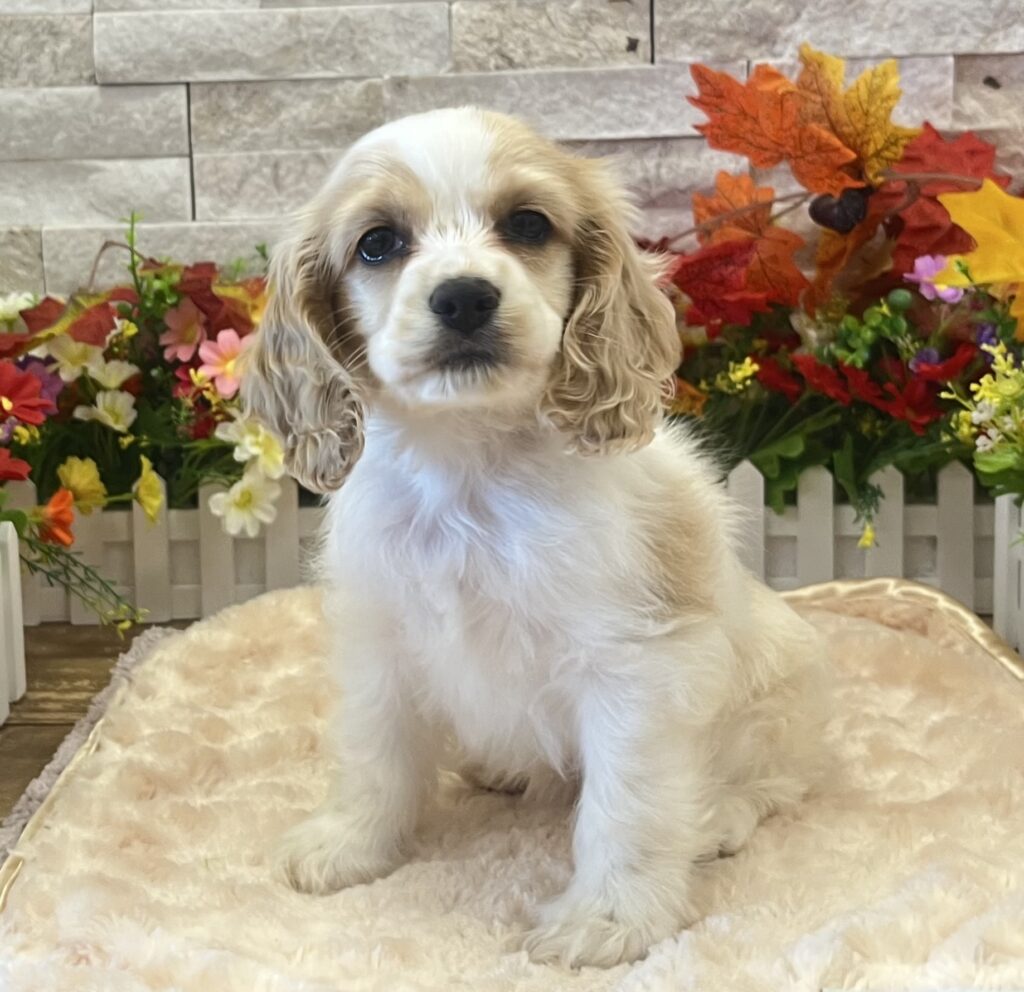 Cocker Spaniel - 7749 - Image 2
