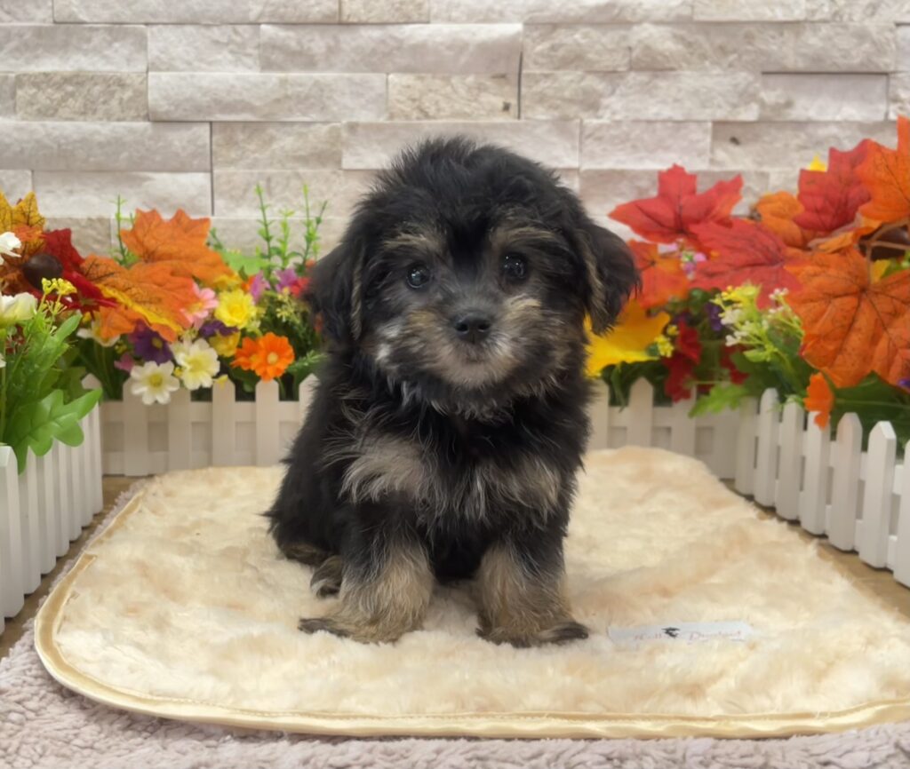 Yorkipoo - 6274 - Image 2