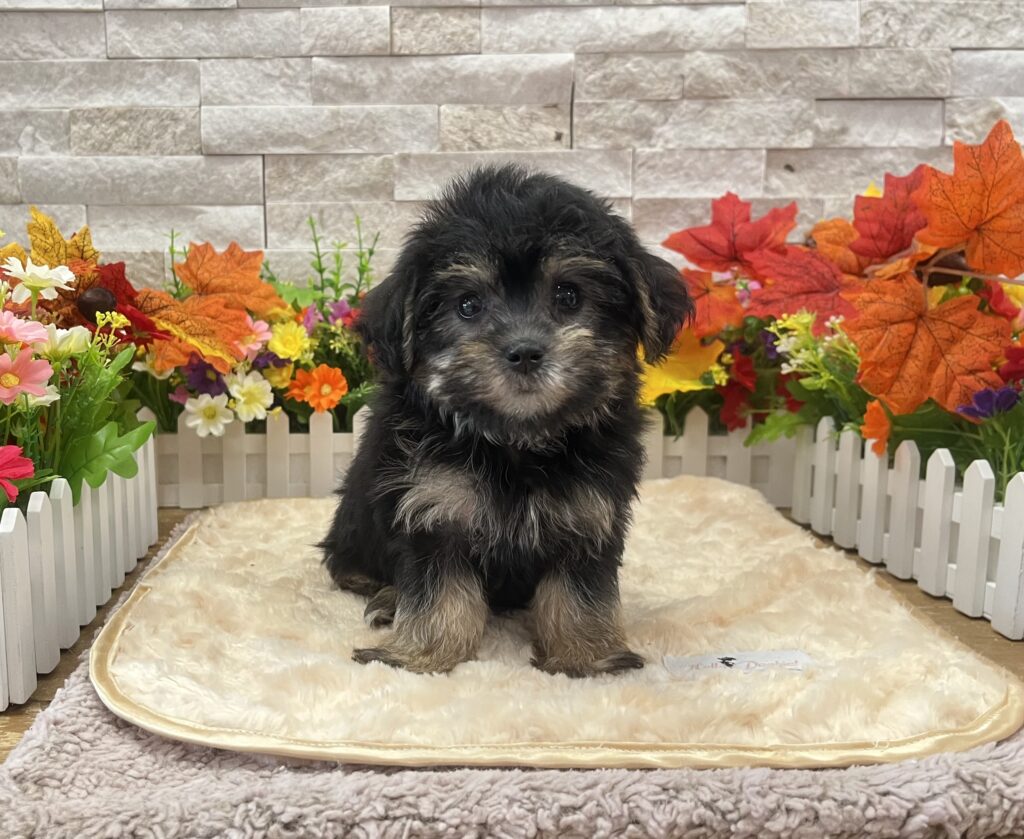 Yorkipoo - 6274 - Image 1
