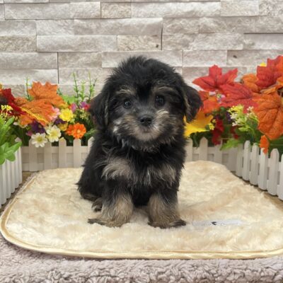 Norman Yorkipoo