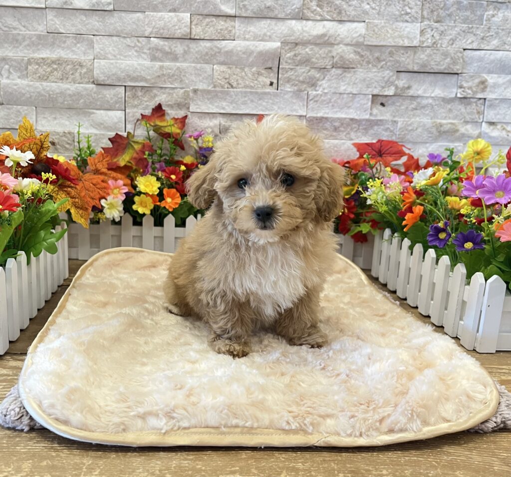 Maltipoo - 6064 - Image 1