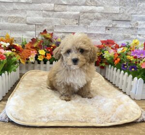 Maltipoo – 6064