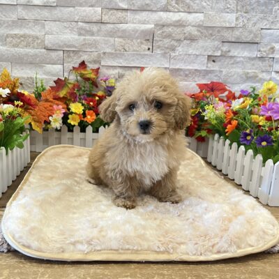 Chip Maltipoo