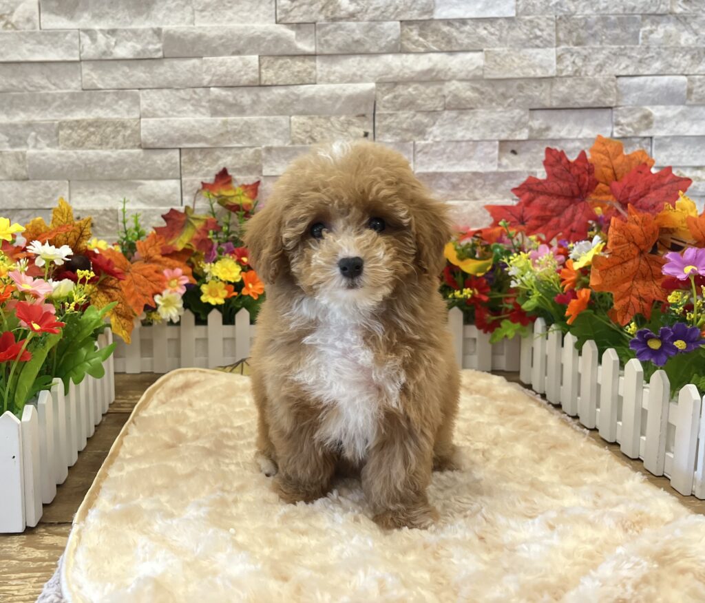 Maltipoo - 436128 - Image 1