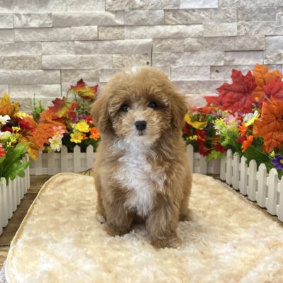 Elsie Maltipoo