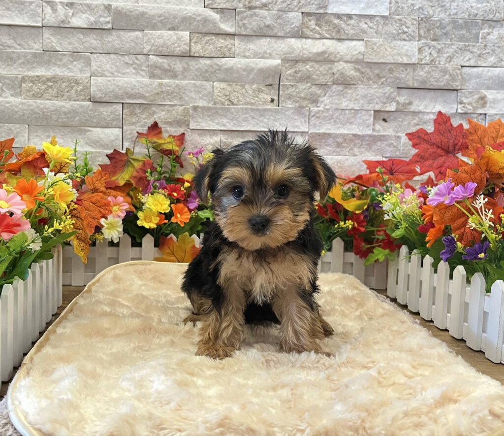 Yorkshire Terrier - 1706 - Image 1