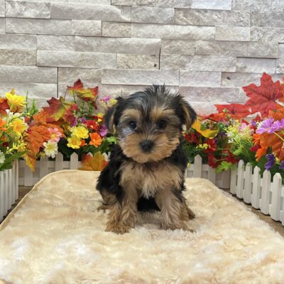 Avery Yorkshire Terrier