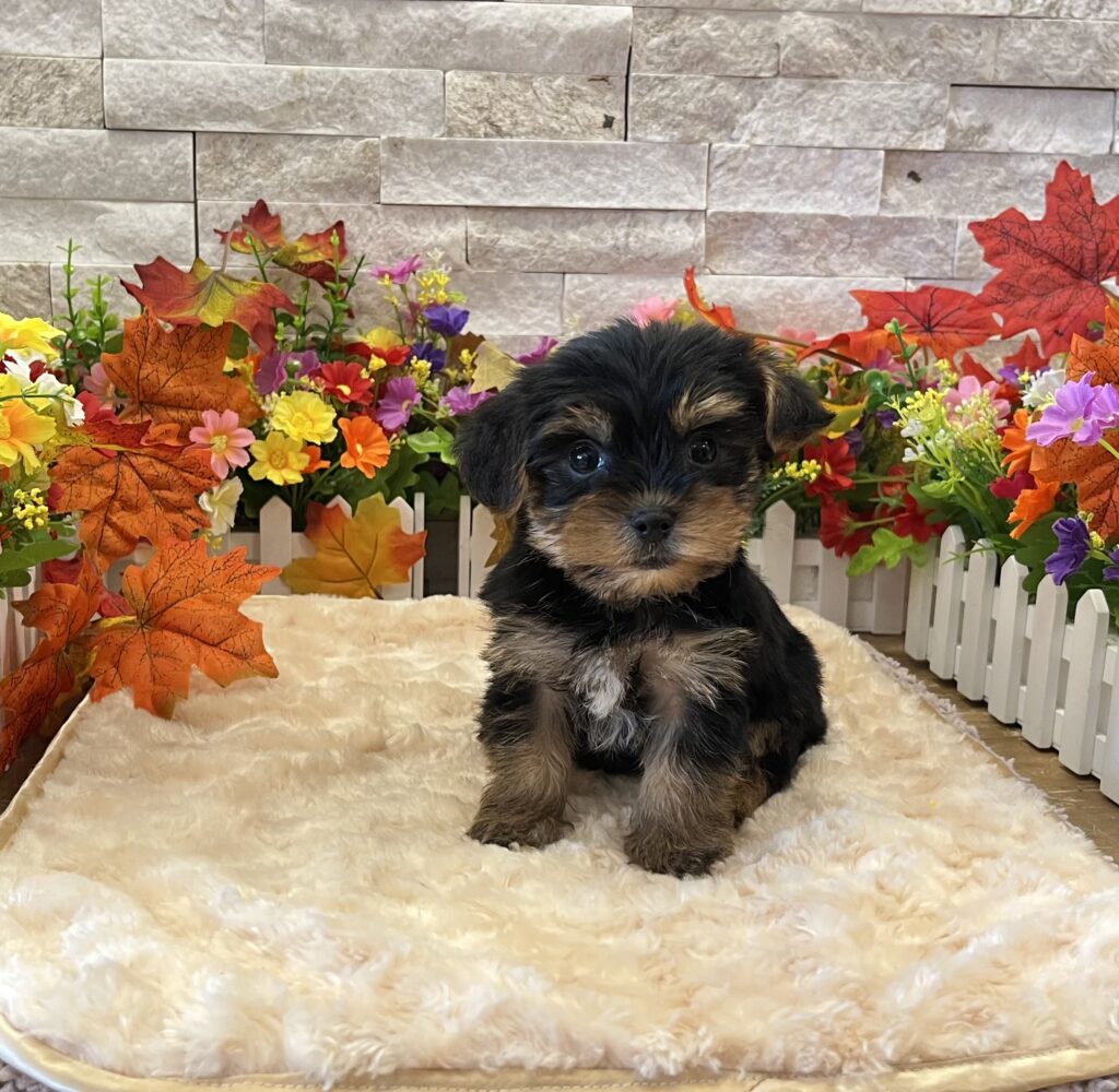 Yorkshire Terrier - 1711 - Image 1