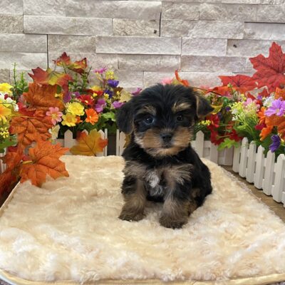 Timmy  Yorkshire Terrier