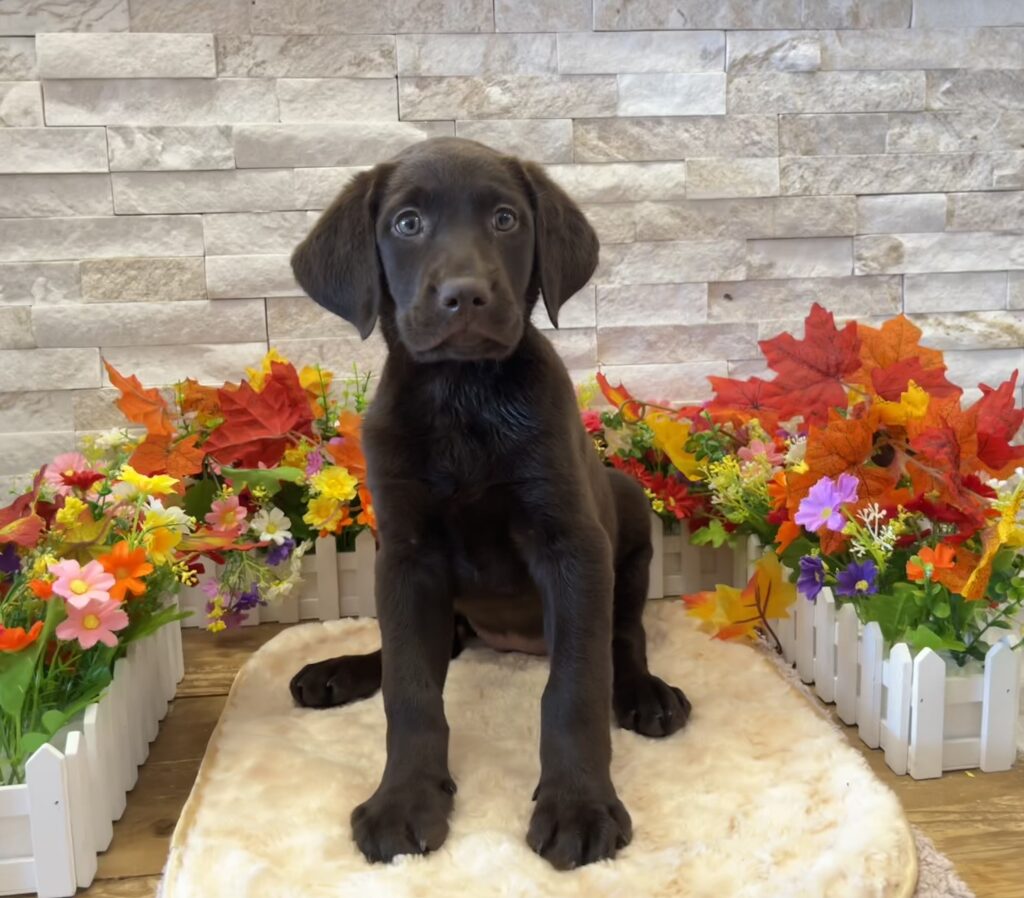 Labrador Retriever - 9689 - Image 1