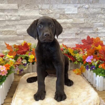 Sailor Labrador Retriever