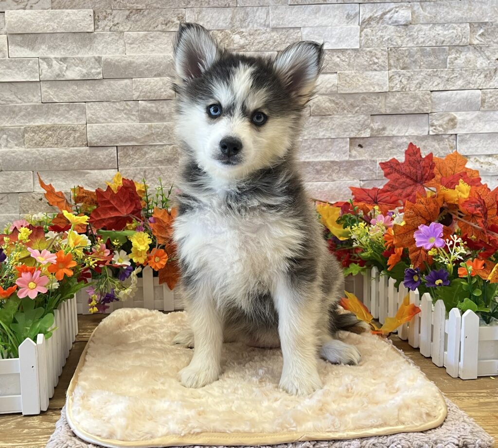 Pomsky - 5277 - Image 1