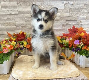 Pomsky puppy available now