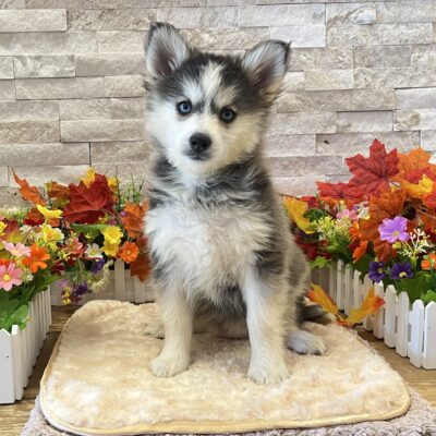 Etta Pomsky