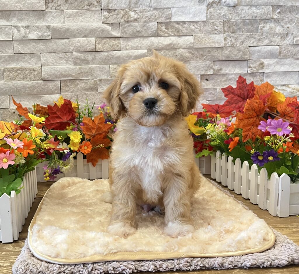 Cavapoo - 5059 - Image 1