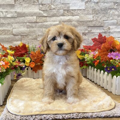 Sebastian  Poodle/Cavalier King