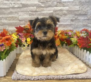 Morkie puppy available now