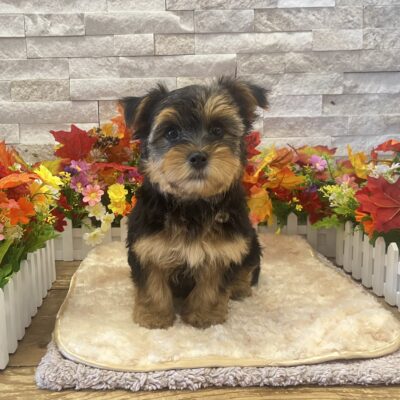 Smokey Morkie