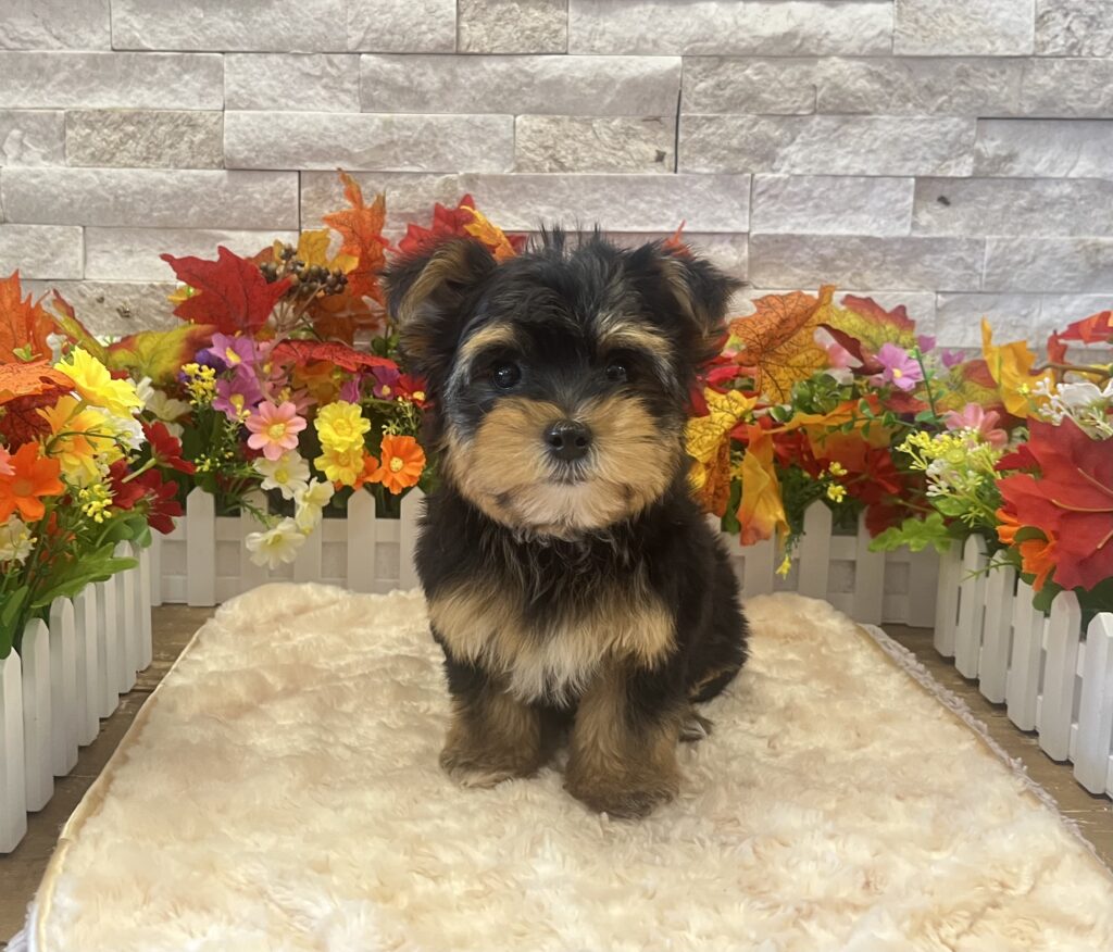 Morkie - 3407 - Image 1