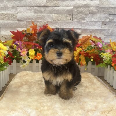 Carter Morkie
