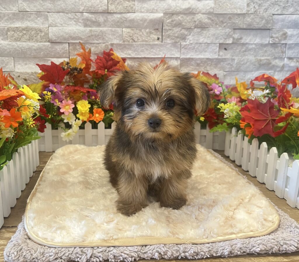 Yorkshire Terrier - 2714 - Image 1