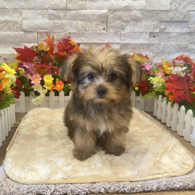Jinx Yorkshire Terrier