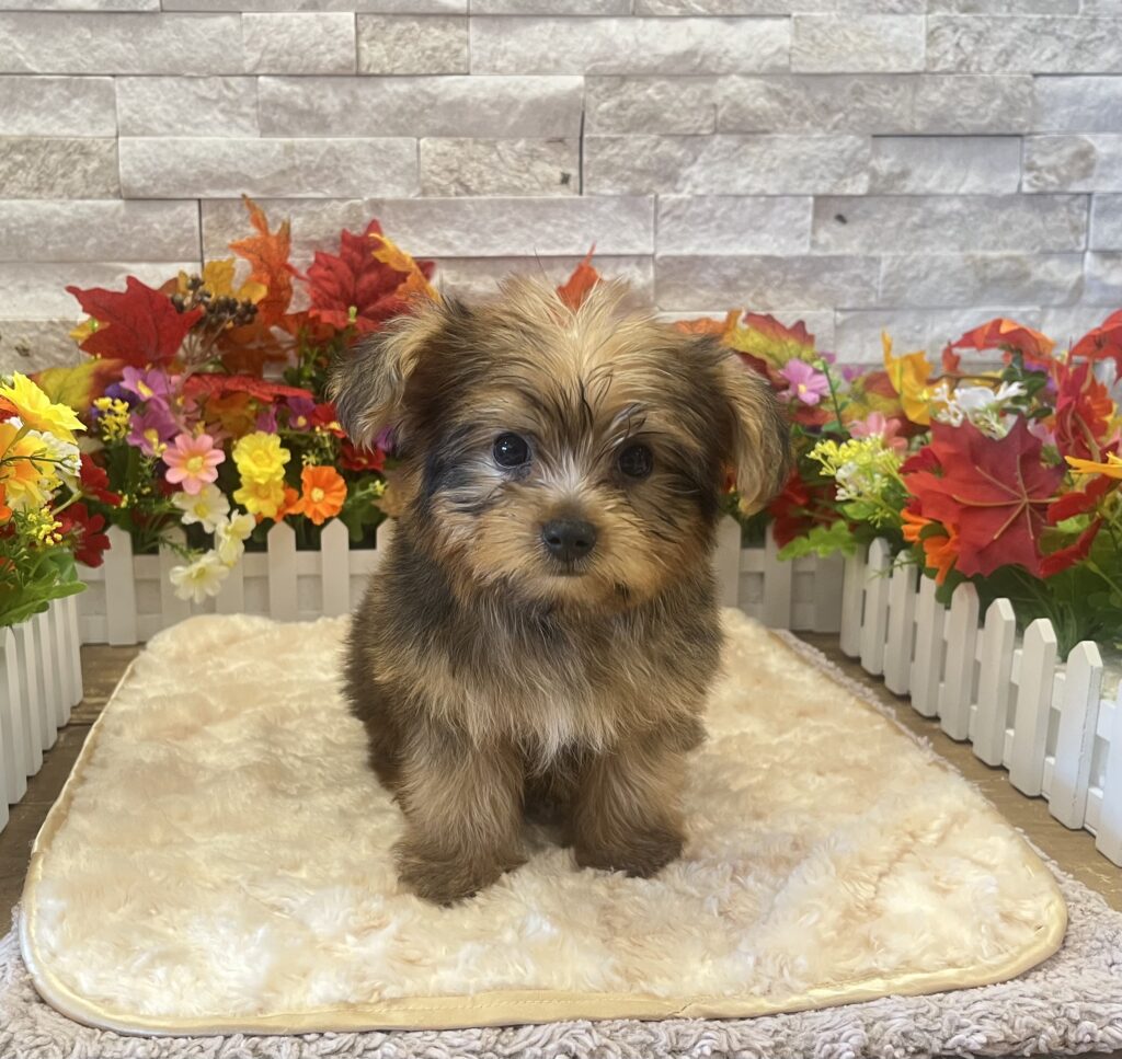 Yorkshire Terrier - 2714 - Image 2