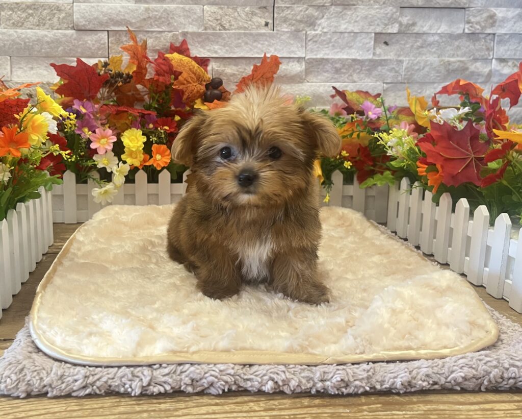 Yorkshire Terrier - 2716 - Image 1