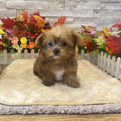 Raven Yorkshire Terrier
