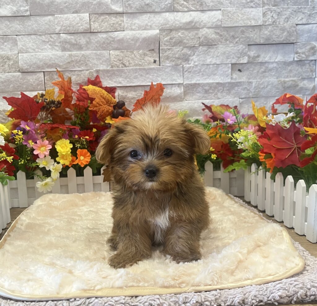 Yorkshire Terrier - 2716 - Image 2