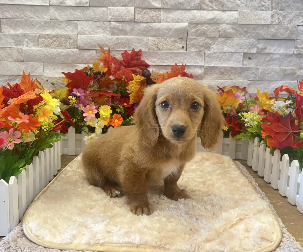 Dachshund - 3862 - Image 1