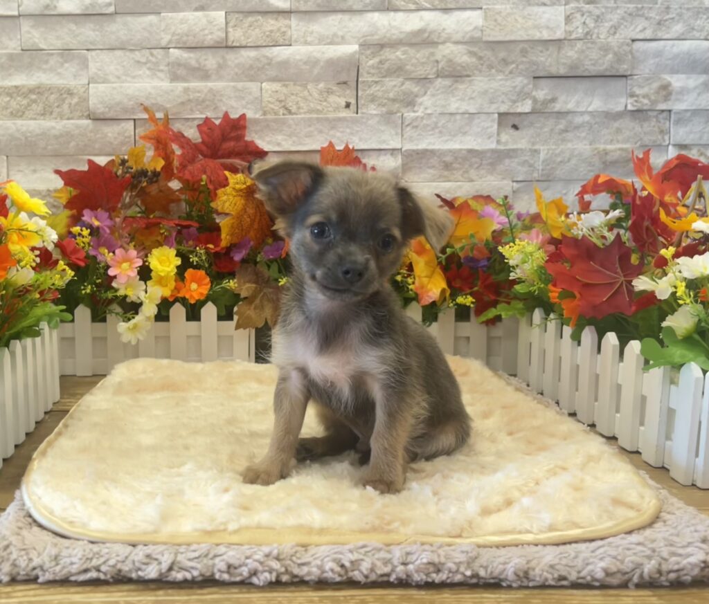 Chihuahua - 436132 - Image 2