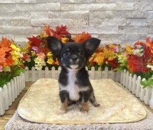 Chihuahua puppy available now