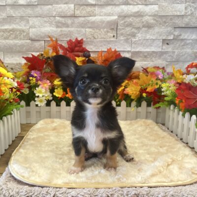 Fang Chihuahua