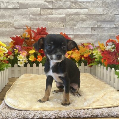 Phoenix Chihuahua