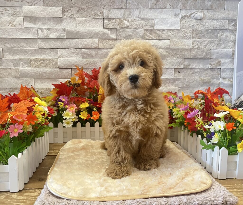 Goldendoodle Mini 2nd Gen - 0143 - Image 2