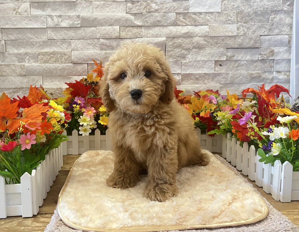Goldendoodle Mini 2nd Gen - 0143 - Image 1