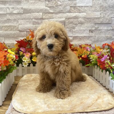 Jack Goldendoodle Mini 2nd Gen