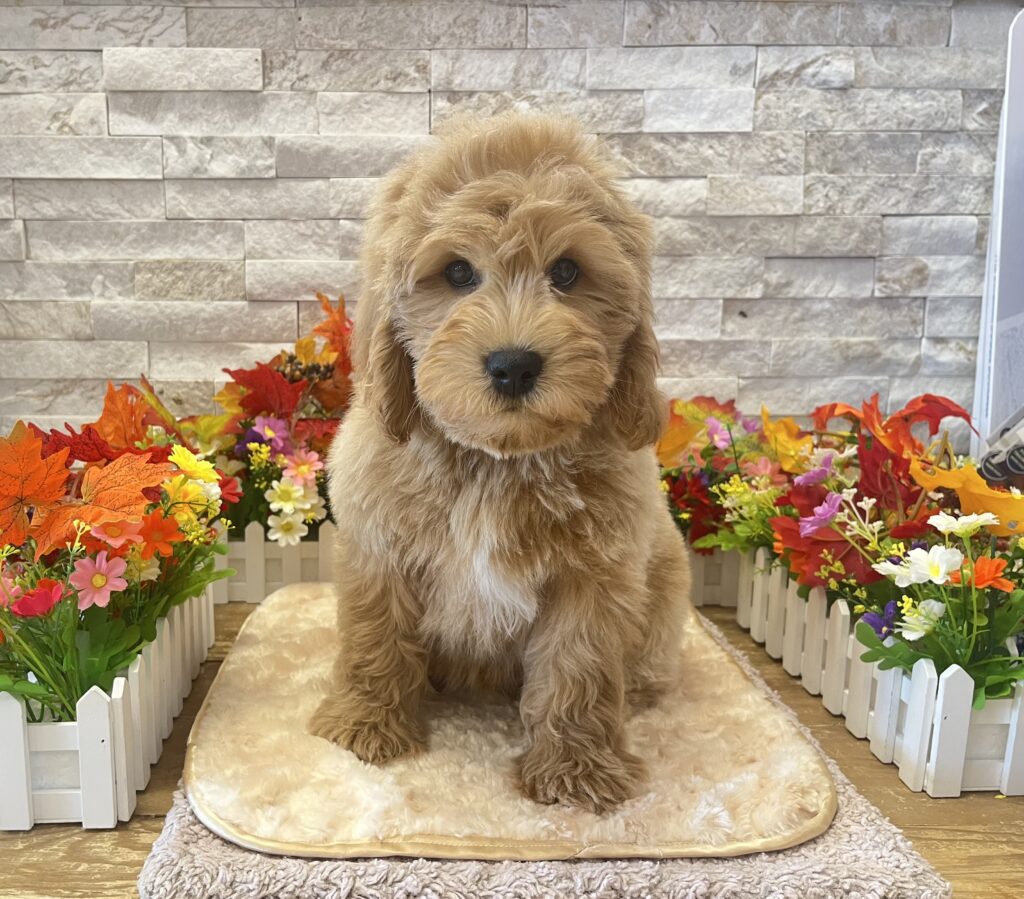 Goldendoodle Mini 2nd Gen - 0142 - Image 1