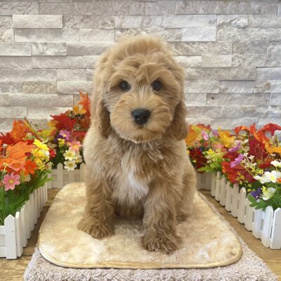 Zero Goldendoodle Mini 2nd Gen